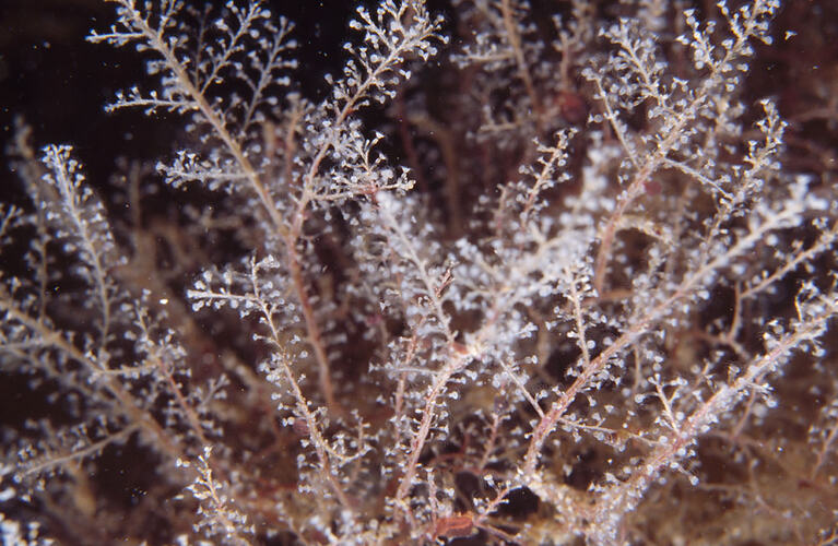 Pink brown branching hydroid colony in dark water.