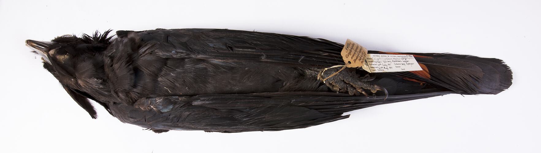 Dry bird skin specimen with labels.