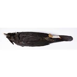 Dry bird skin specimen with labels.