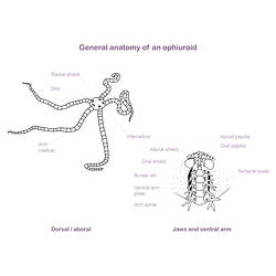Line drawing illustrating brittle star anatomy.