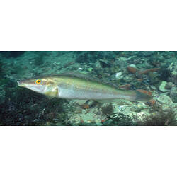 Elongated silver and yellow fish in front of seagrass.