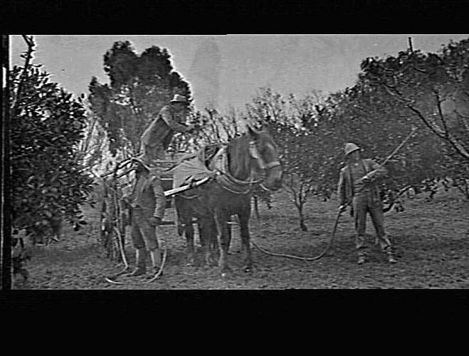 MERRIGUM - PITTS ORCHARD - SPRAYING TREES