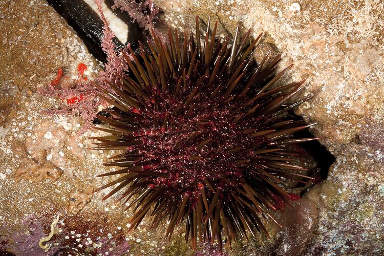 <em>Heliocidaris erythrogramma</em>, Sea Urchin. Bunurong Marine National Park, Victoria.