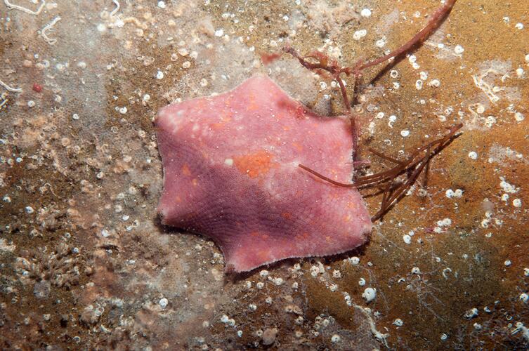 Class Asteroidea, seastar. Bunurong Marine National Park, Victoria.
