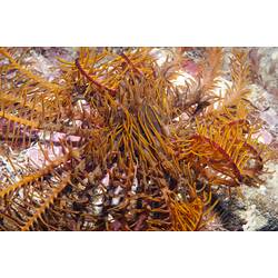 Orange feather star arms protruding from rock crevice.