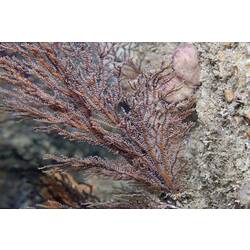 Class Hydrozoa, hydroid. Bunurong Marine National Park, Victoria.