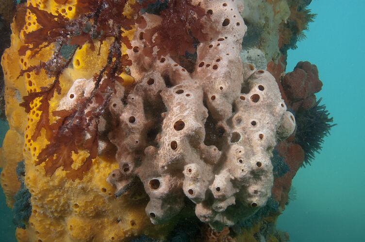 Brown-orange sponge and a yellow sponge on an underwater piling.