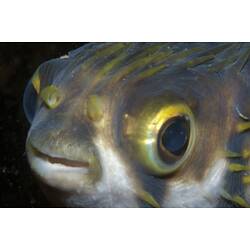 <em>Diodon nicthemerus</em>, Globefish. Mornington Jetty, Port Phillip, Victoria.