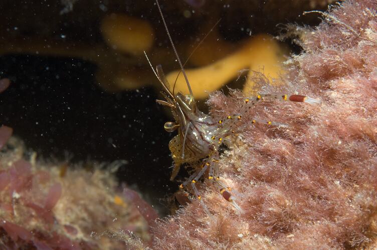 <em>Palaemon serenus</em>, Red-handed Shrimp. St Leonards Jetty, Port Phillip, Victoria.