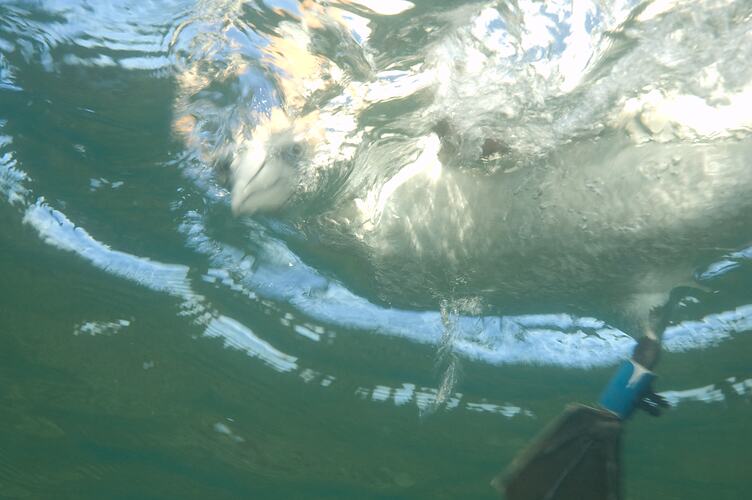 Gannet, viewed from below water surface, poking head underwater.