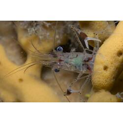 Underside view of head of shrimp standing on yellow sponge.