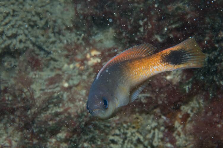 <em>Trachinops caudimaculatus</em>, Southern Hulafish. Popes Eye, Port Phillip, Victoria.