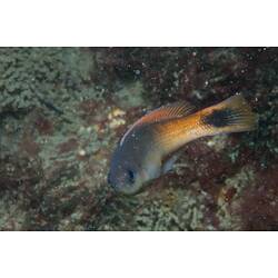 <em>Trachinops caudimaculatus</em>, Southern Hulafish. Popes Eye, Port Phillip, Victoria.