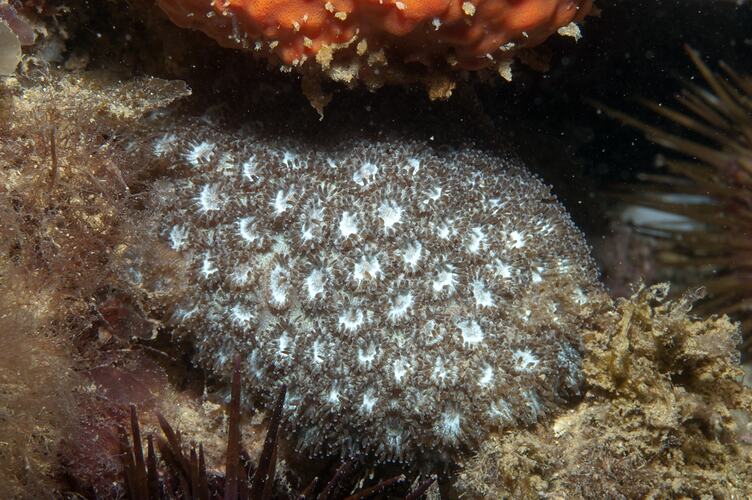Class Anthozoa, stony coral. Ricketts Point, Port Phillip, Victoria.