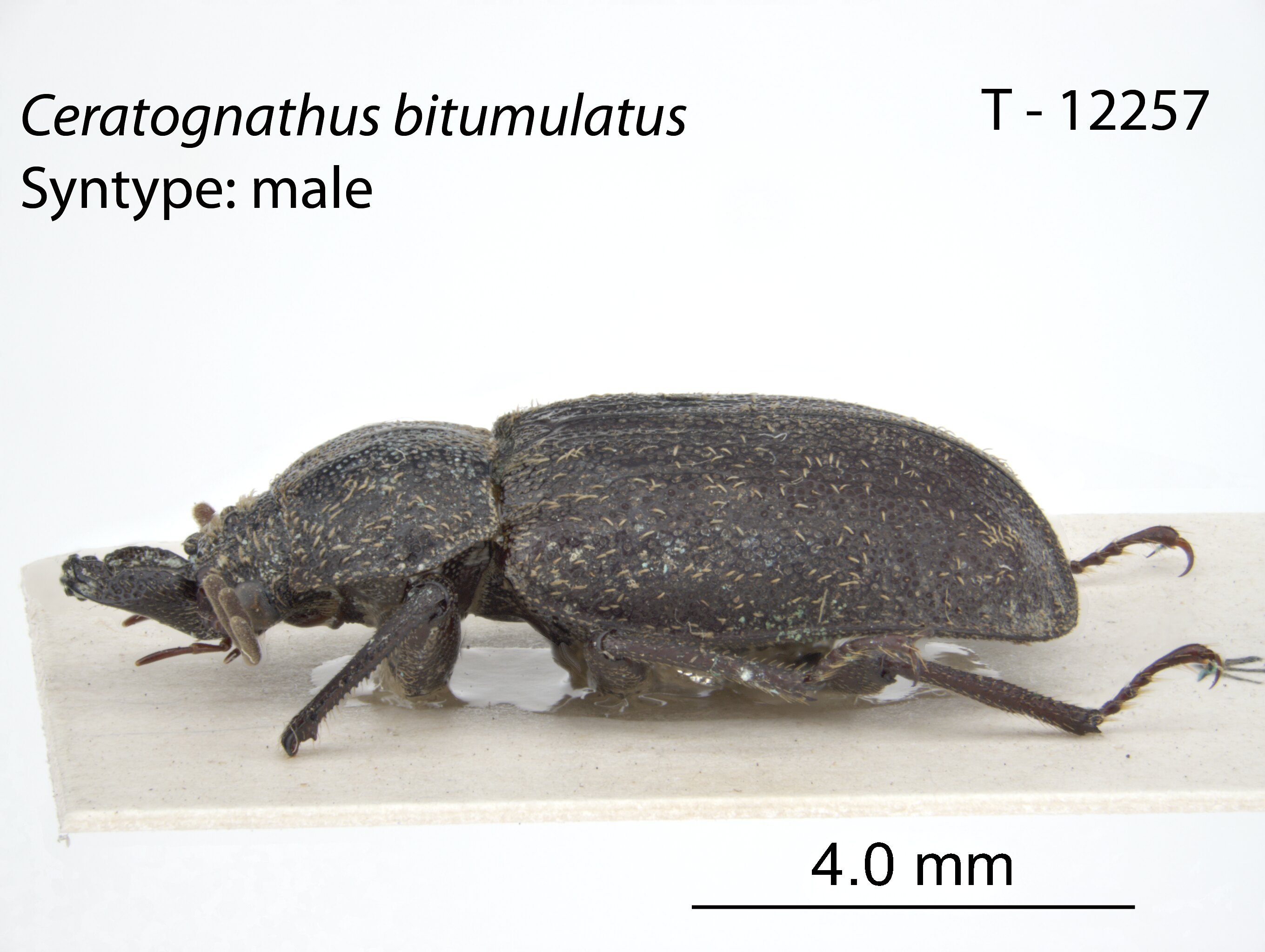 Ceratognathus bitumulatus Carter, 1925