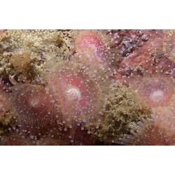 <em>Corynactis australis</em>, Jewel Anemone. Wilsons Promontory National Park, Victoria.