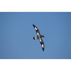 View of back of white and brown bird soaring against blue sky.