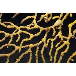 Subclass Octocorellia, gorgonian coral. Wilsons Promontory National Park, Victoria.