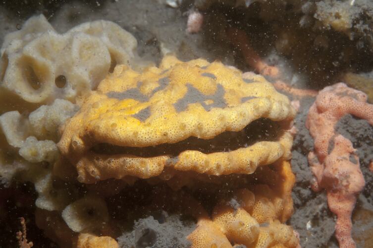 Class Ascidiacea, ascidian. Western Port, Victoria.