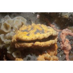 Class Ascidiacea, ascidian. Western Port, Victoria.