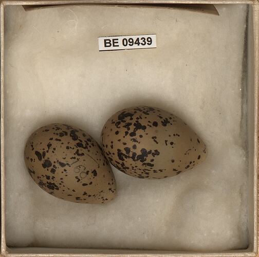 Two bird eggs with specimen labels in box.