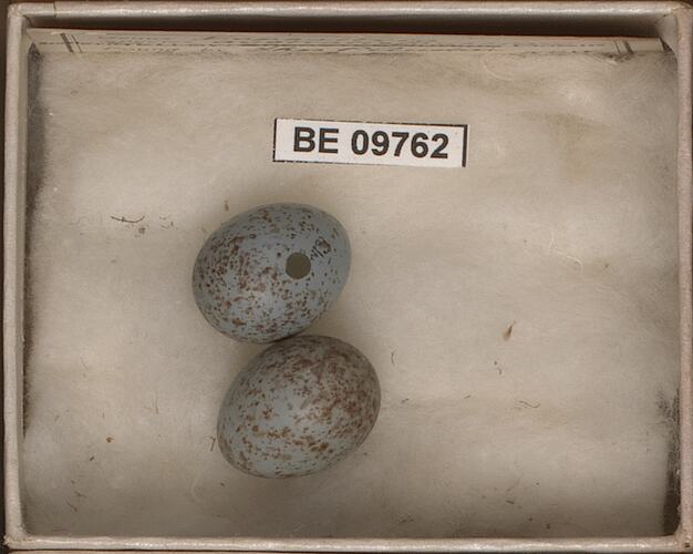 Two bird eggs with specimen labels in box.