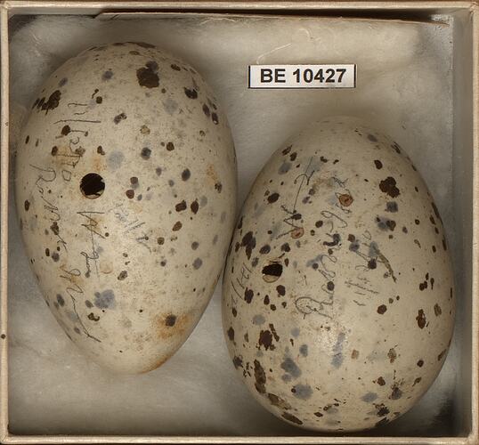 Two bird eggs with specimen labels in box.