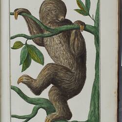 Brown sloth on a green tree branch