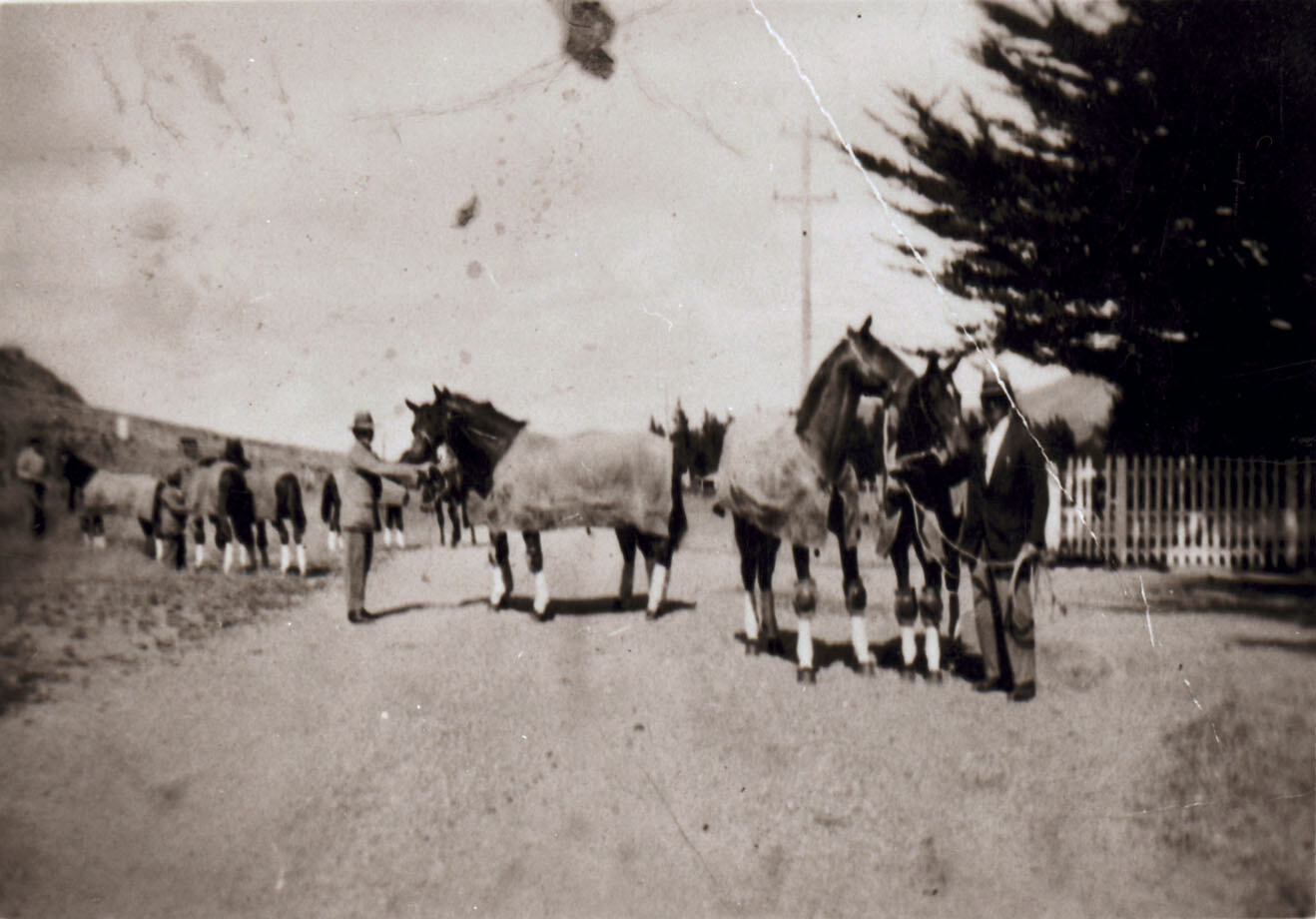 Negative - Annual Trentham Horse Sale, New Zealand, 1931