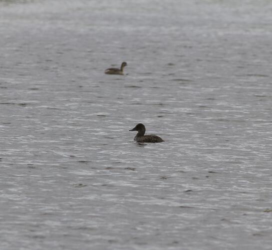 Two brown birds, one speckled, on lake.