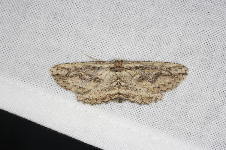 <em>Cleora nesiotis</em>, Geometrid moth. Grampians National Park, Victoria.