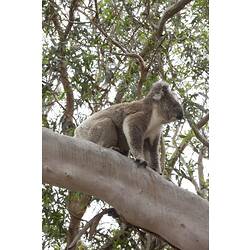 Koala on a branch.