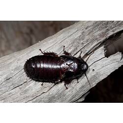 <em>Panesthia</em> sp., Wood cockroaches. Grampians National Park, Victoria.