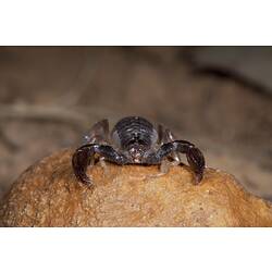 <em>Urodacus manicatus</em>, Black Rock Scorpion. Grampians National Park, Victoria.
