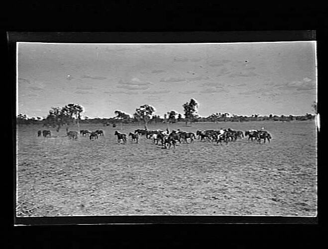 Negative - Brumby Muster
