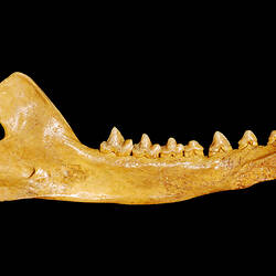 Jaw of fossil mammal in side view.