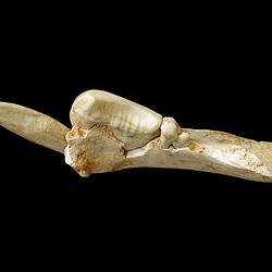 Fossil jaw bone fragment with large bladed tooth and long pointed tooth.