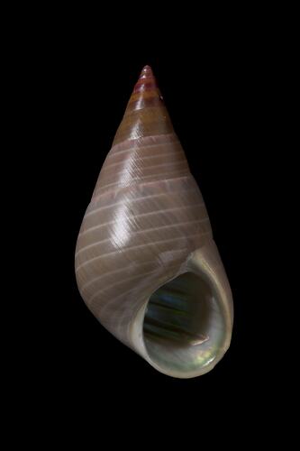<em>Phasianotrochus eximius</em>, Kelp Shell, shell.  Registration no. F 180028.