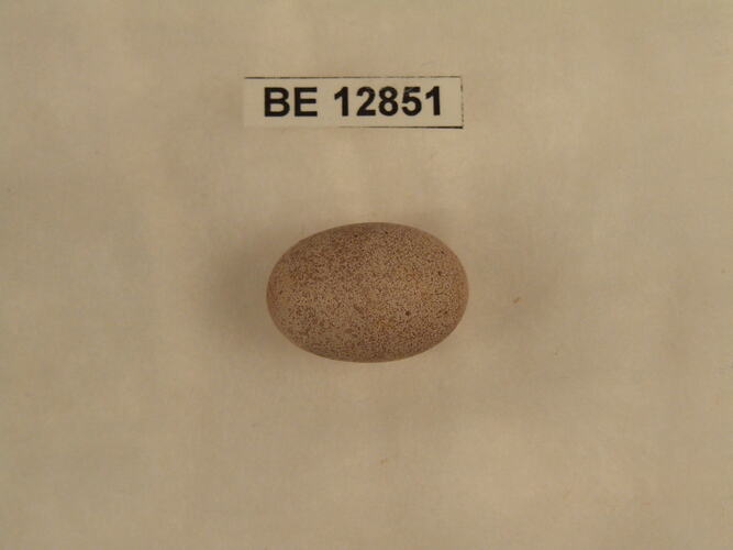 Bird egg with specimen label.