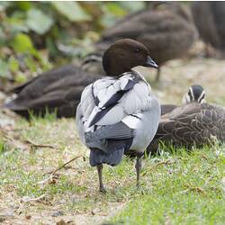 <em>Chenonetta jubata</em>, Australian Wood Duck, male. Carlton Gardens, Melbourne, Victoria.