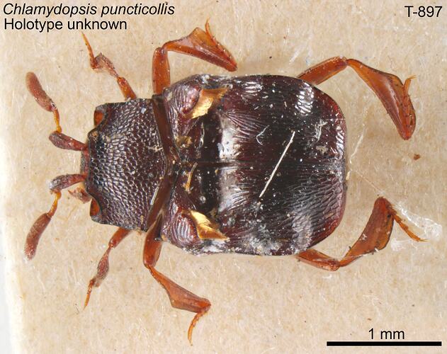 Beetle specimen, dorsal view.