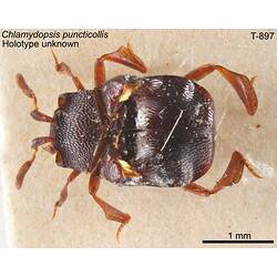 Beetle specimen, dorsal view.