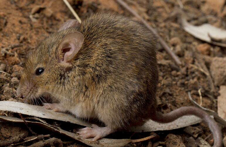 Mouse standing on dirt and leaf litter.
