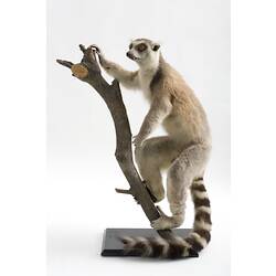 Lemur specimen mounted on branch.