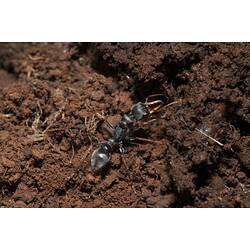 Black ant with golden jaws on soil.