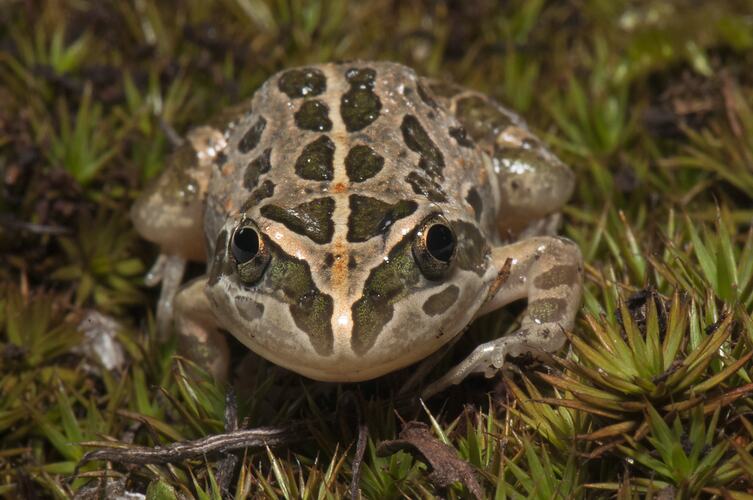 Brown blotchy frog on vegetation, facing camera.