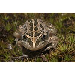 Brown blotchy frog on vegetation, facing camera.
