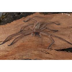 Redish, flattened spider with long legs on bark.