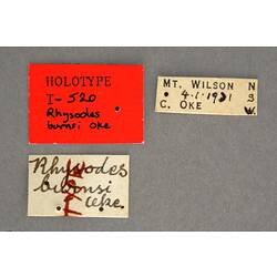 Entomology type specimen labels.