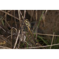Yellow and black dragonfly on grass.